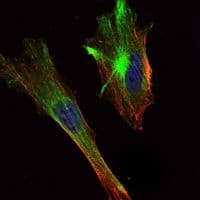 CRTC2 / TORC2 Antibody (clone 5B10)