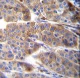 PLA2G2C Antibody (aa113-141)