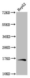 Polyclonal Rabbit anti-Human HIST1H3A Antibody (IHC, WB)