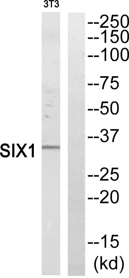 SIX1 Antibody
