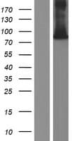 WRNIP1 / WHIP Protein (Over-Expression Lysate Myc-DDK (Flag))