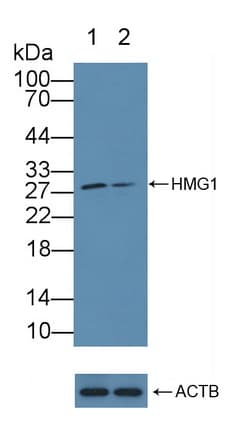 HMG1 / HMGB1 Antibody (aa1-215)