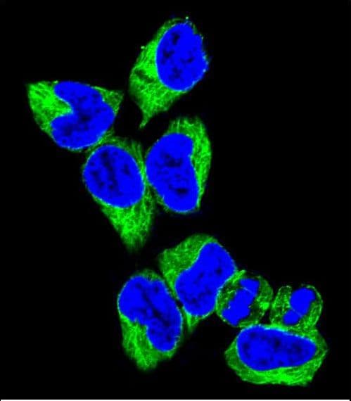 GNAS Antibody (aa287-315)
