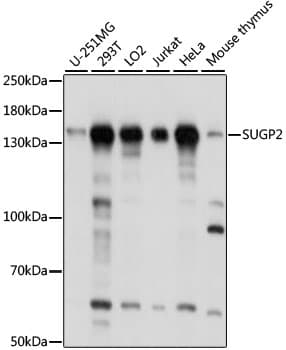 SUGP2 / SFRS14 Antibody