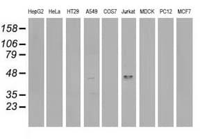 VASP Antibody (clone OTI2G1, Carrier-free)