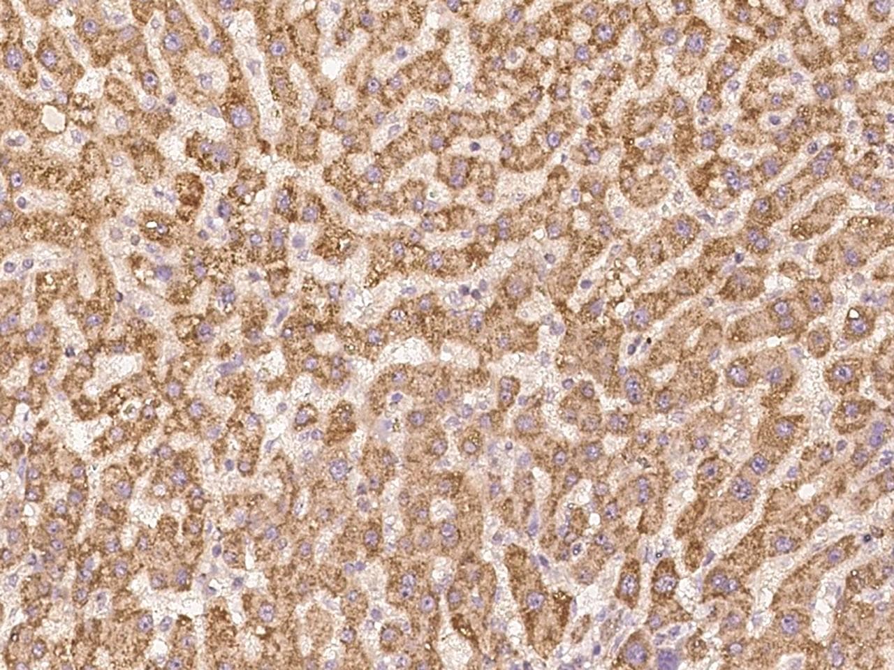 Polyclonal Rabbit anti-Human THAP6 Antibody (IHC)
