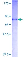 Human AKAP17A / 721P Protein (Recombinant GST)