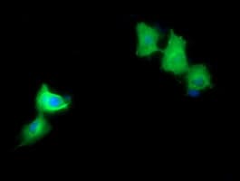 MAP2K1 / MKK1 / MEK1 Antibody (clone OTI3C1, Carrier-free)