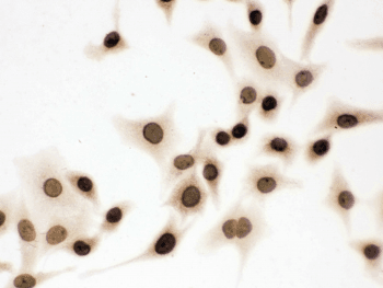 LMNB1 / Lamin B1 Antibody