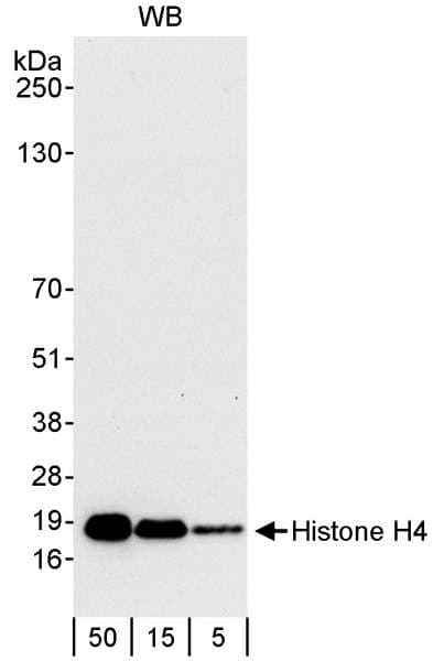 HIST1H4I Antibody (aa1-50)