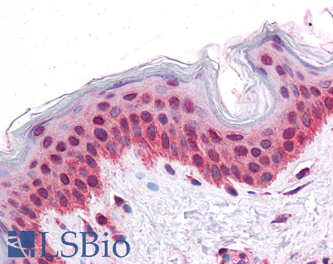 SELN / SEPN1 Antibody (C-Terminus)