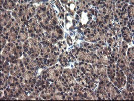 CRYZL1 Antibody (clone OTI1H11)