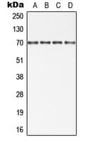 BIRC2 / cIAP1 Antibody (Internal)