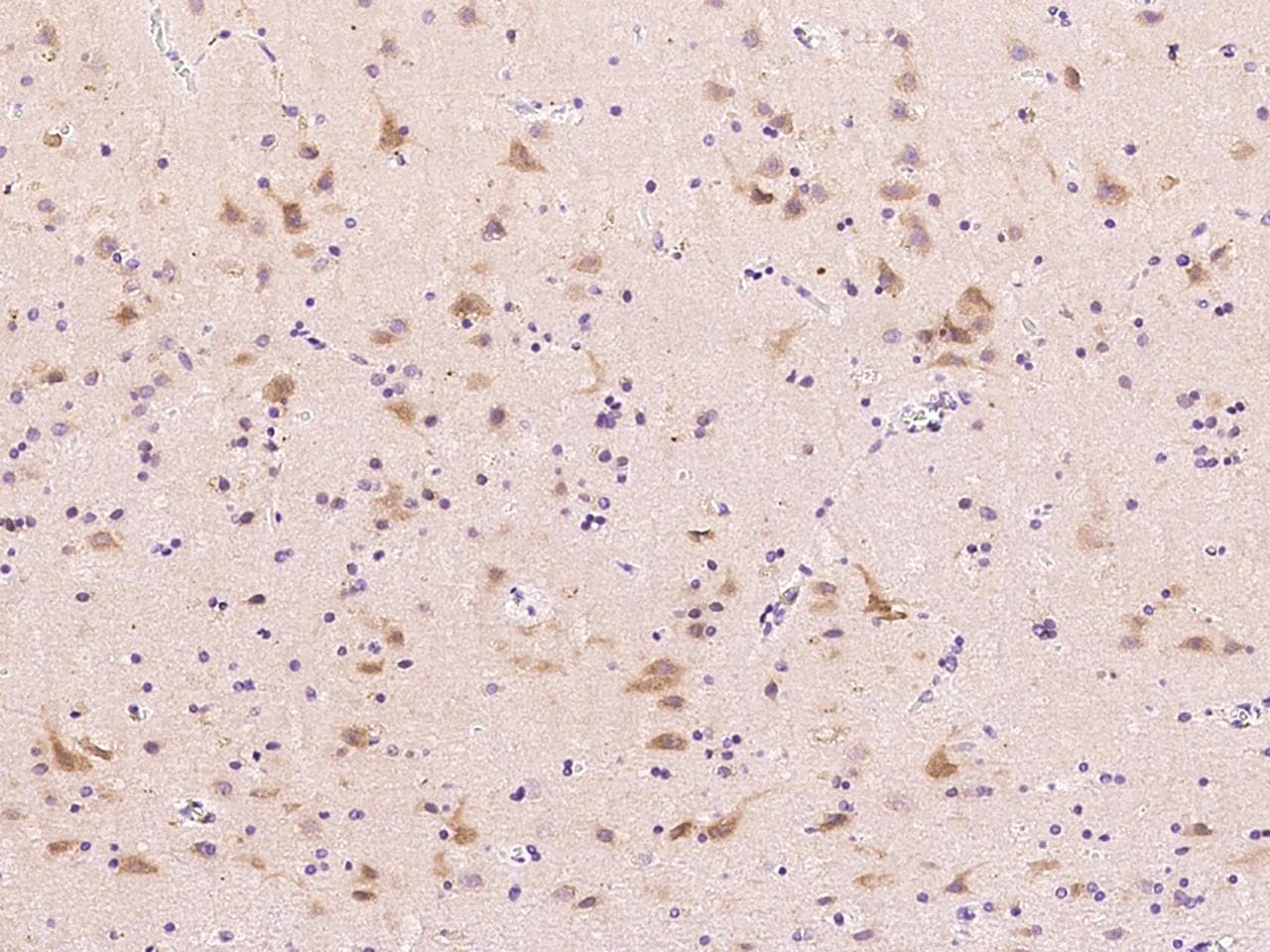 FGF9 Antibody (Preservative Free)