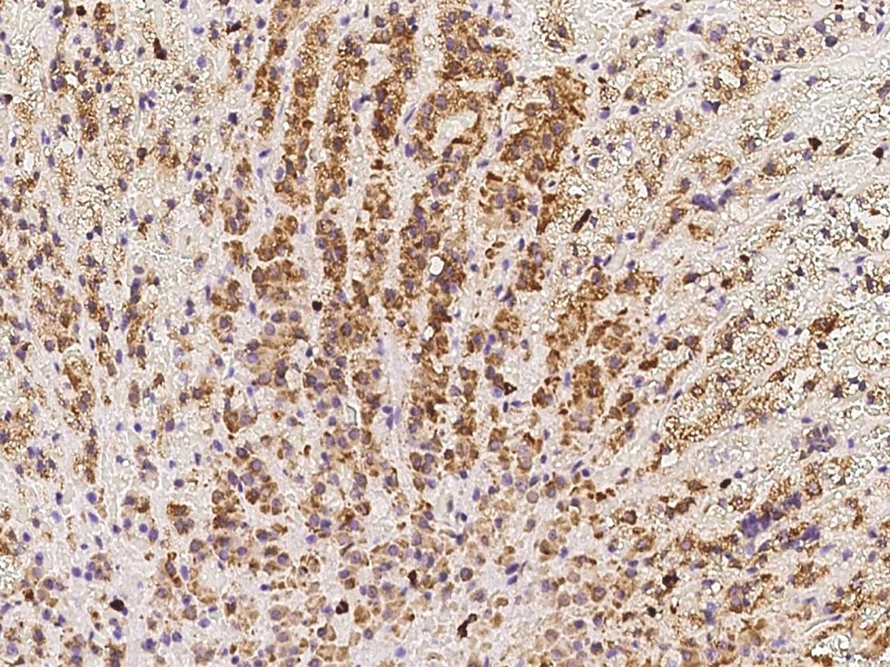 SPATA20 Antibody