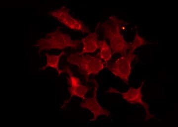 OR13C2+9 Antibody