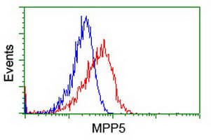 MPP5 Antibody (clone OTI2D3)