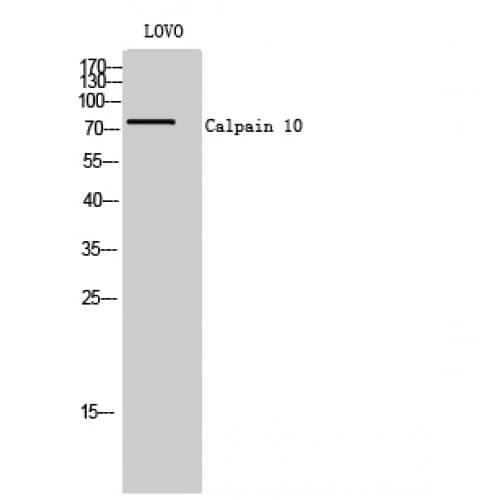CAPN10 / Calpain 10 Antibody (N-Terminal)