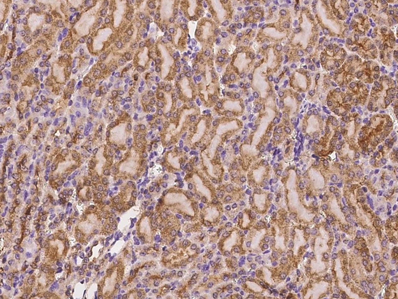 CD164 Antibody (Preservative Free)