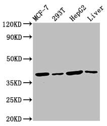 IBA57 / C1orf69 Antibody