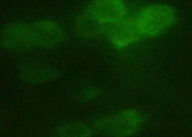 DYKDDDDK Tag Antibody (clone 5A8E5)