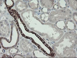 DPH2 Antibody (clone OTI2B12)