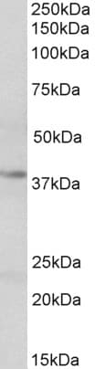 IHC-plus™ Polyclonal Goat anti-Human CREB1 / CREB Antibody (aa96-109, IHC, WB)