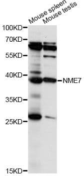 NME7 Antibody