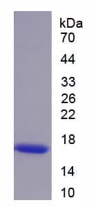 Mouse TGFB4 / LEFTY2 Protein (Recombinant His)