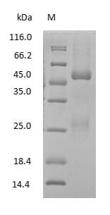 Mouse IgG2b Protein (Native)