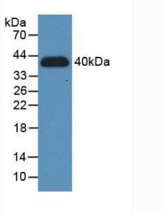 Human HIF1A / HIF1 Alpha Protein (Recombinant His, N-Terminal)