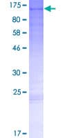 Human CCDC110 Protein (Recombinant GST)