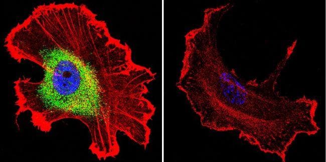 Goat Anti-Mouse IgG Secondary Antibody (DY488)
