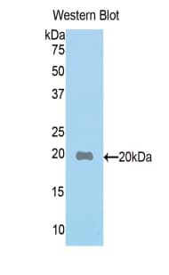 PON1 / ESA Antibody (aa187-354)