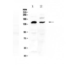 NEDD4 Antibody