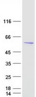 Human ASZ1 / Orf3 Protein (Recombinant Myc-DDK (Flag))