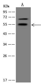 Polyclonal Rabbit anti-Human HNF4A / HNF4 Antibody (WB)