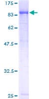 Human TBL3 Protein (Recombinant GST)