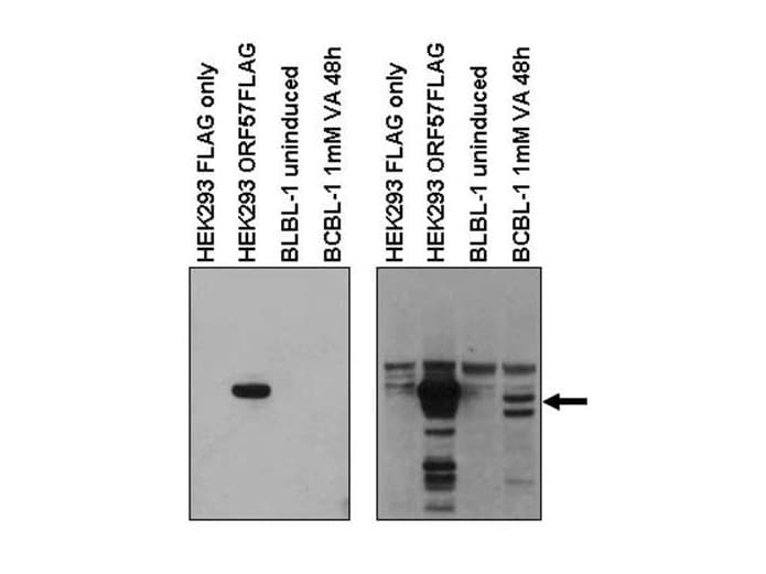 HHV-8 ORF57 Antibody (C-Terminus)