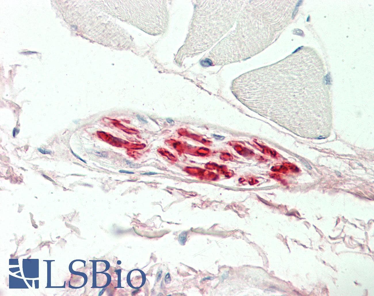 IHC-plus™ MBP Antibody (clone 2H9)