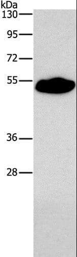 SMAD9 Antibody