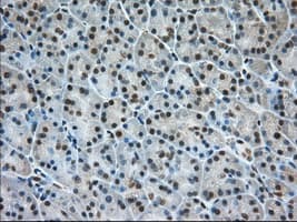 ERCC1 Antibody (clone OTI1C6)