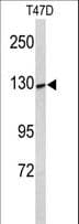 Polyclonal Rabbit anti-Human KCNH7 / ERG3 Antibody (aa52-78, IHC, WB)