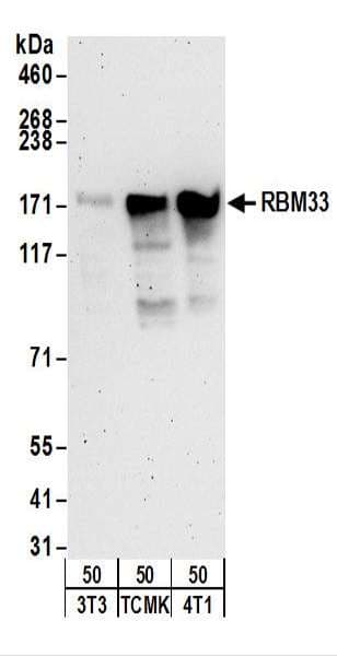 RBM33 Antibody (aa500-550)