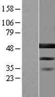 BZW2 Protein (Over-Expression Lysate Myc-DDK (Flag))