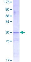 Human DEFB112 Protein (Recombinant GST)