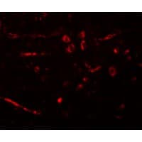 IHC-plus™ CDX2 Antibody