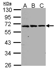 Polyclonal Rabbit anti-Human FGFRL1 Antibody (aa150-476, IHC, WB)