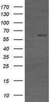 CD19 Antibody (clone OTI1F9)