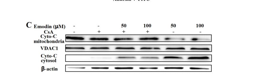 VDAC1 / PORIN Antibody